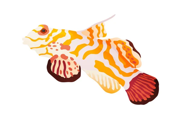 Laut dekoratif atau ikan akuarium dengan latar belakang putih. Air tawar atau ikan kartun akuarium air asin. Variet ikan ornamental populer - Stok Vektor