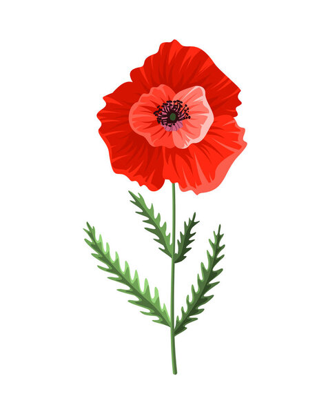Poppy flower. Watercolor hand drawn poppy. Isolated botanical symbol of blooming red poppy blossom. Floral design for decor or holiday wedding greeting card template
