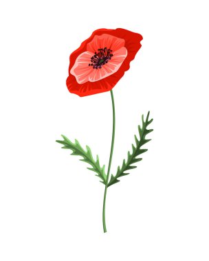 Haşhaş çiçeği. Suluboya el çizimi haşhaş. Çiçek açan kırmızı gelincik çiçeğinin izole edilmiş botanik sembolü. Dekor ya da bayram düğün kartı şablonu için çiçek tasarımı