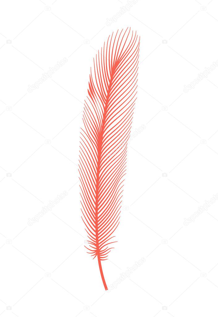 Coral detailed feather of bird. Vector decorative fluffy pink feather of flamingo or goose. Plume icon isolated on white background