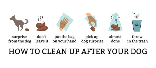 Dog poo limpar passos conjunto infográfico. Cartaz de vetor sobre animais de higiene, informações de limpeza do banheiro após o seu cão passo a passo. Colhendo resíduos em saco canino e jogar no lixo —  Vetores de Stock