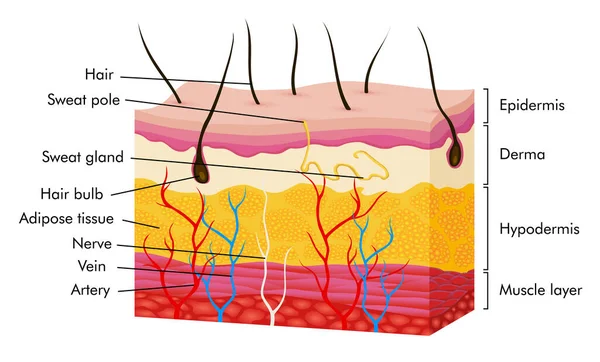 Анатомия кожи. Векторная иллюстрация кожи человека с частями вены волосяной артерии потливая железа эпидермиса дермы и подкожной железы. Поперечное сечение структуры слоев кожи человека — стоковый вектор