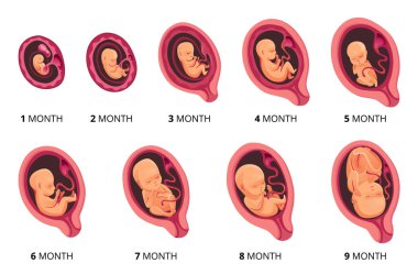 Embriyo ayı aşama büyümesi, fetal gelişim vektörü düz bilgi simgeleri. 1 aydan 9 aya kadar olan fetüs döngüsünün tıbbi çizimi