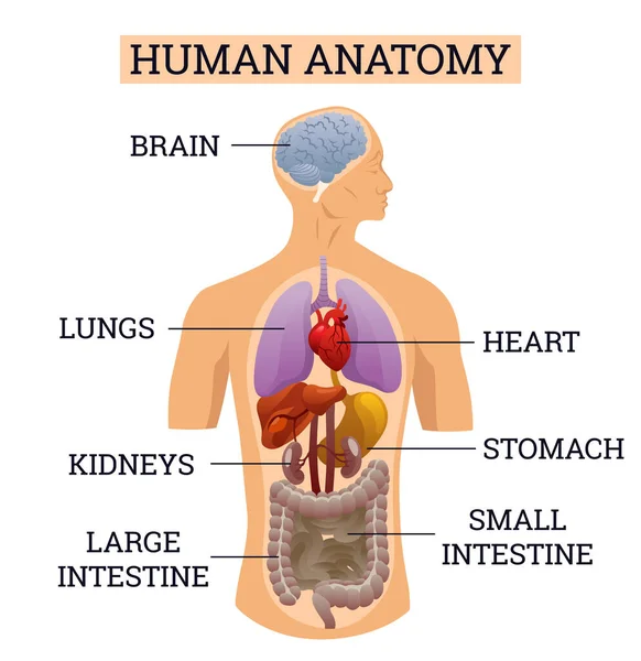 Órganos internos del cuerpo humano. Gráficos de información médica, concepto de esquema educativo del sistema de anatomía. Sección vista de un cuerpo humano con órganos internos nombrados — Vector de stock