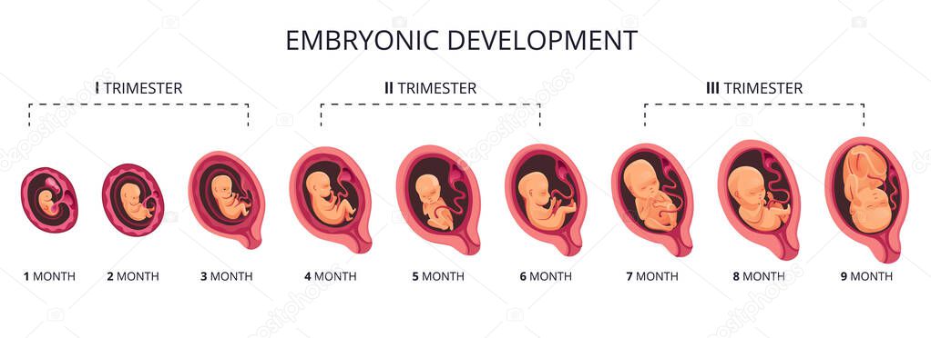 Embryo month stage growth, fetal development vector flat infographic icons. Medical illustration of foetus cycle from 1 to 9 month to birth and combined into trimesters