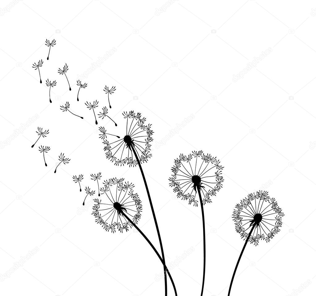 Dandelion wind blow background. Black silhouette with flying dandelion buds on a white. Abstract flying seeds. Decorative graphics for printing