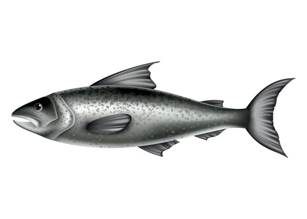 Pescado salmón. Peces enteros aislados sobre fondo blanco. Ilustración del vector de mariscos crudos. Producto realista de una nutrición saludable — Vector de stock