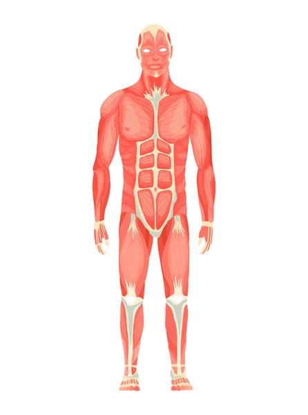 Anatomía humana del sistema muscular masculino - vista anterior - cuerpo completo. Carta de educación médica para póster educativo. Ilustración vectorial de una figura humana — Vector de stock