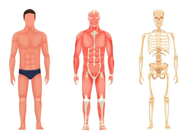 Anatomia umana. Vista frontale integrale dell'uomo in piedi in biancheria intima, sistema muscolare e scheletro. Cartella didattica medica per poster didattico — Vettoriale Stock