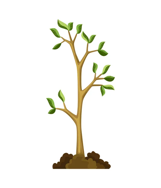 Stadium des Baumwachstums. Kleiner Baumwuchs mit grünen Blättern und Ästen. Pflanzenillustration in der Natur — Stockvektor