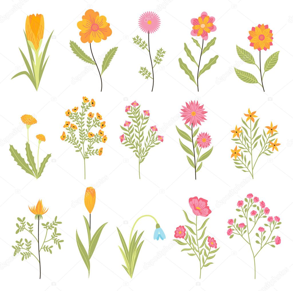 Spring flowers. Botanical floral design set. Garden floral plants on white background. Colorful flat vector illustration. Good decoration for wedding invitations or scrapbook