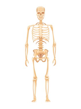 Beyaz arka planda iskelet insan anatomisi. Ön manzara. Eğitim posteri için tıbbi eğitim çizelgesi