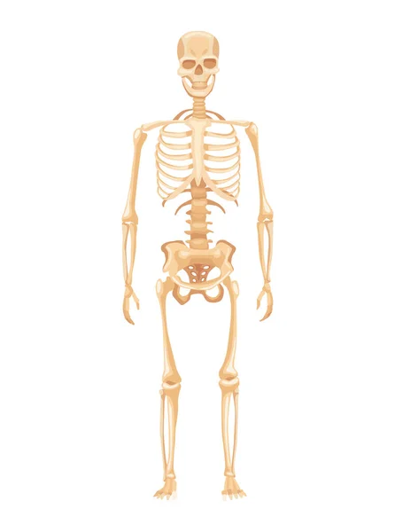 Anatomía humana del esqueleto sobre fondo blanco. Vista frontal. Carta de educación médica para cartel educativo — Vector de stock