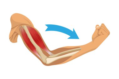 İskeletli kol kasları. Beyaz arka planda insan elinin kas gerilimi. Erkek siluetinde kemikler ve eklemler. Klinik ya da hastane için el illüstrasyonu.