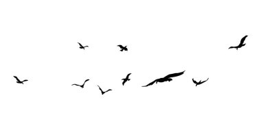 Gökyüzünde zarif bir şekilde uçan siyah kuş sürüsünün yer aldığı dinamik bir sahne, parlak beyaz arka planda çarpıcı bir görsel kontrastı oluşturur..