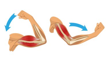 İskeletli kol kasları. Beyaz arka planda insan elinin kas gerilimi. Erkek siluetinde kemikler ve eklemler. Klinik ya da hastane için el illüstrasyonu.