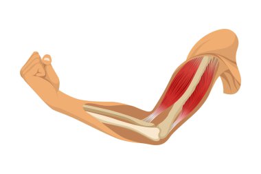 İskeletli kol kasları. Beyaz arka planda insan elinin kas gerilimi. Erkek siluetinde kemikler ve eklemler. Klinik ya da hastane için el illüstrasyonu.