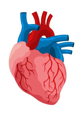 Özel işlevli kalp kası dokusu. Tıbbi poster çizimi. Bilim eğitim sembolü.