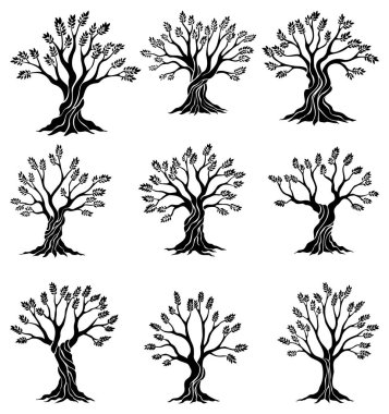 Dalları ve yaprakları olan zeytin ağaçları ambalaj, etiket, logotype ya da afiş tasarımı için. Doğal organik zeytin ikonu, birinci sınıf kalite işareti. Vektör illüstrasyonu.