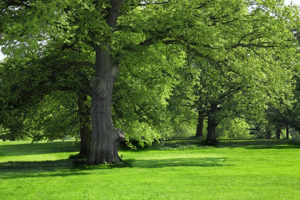 Hierba verde bajo árbol grande — Foto de Stock