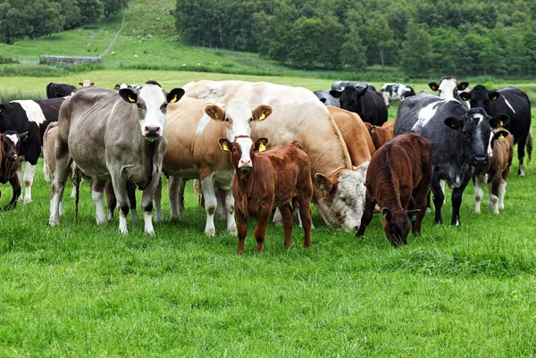 Vacas em um pasto na Escócia — Fotografia de Stock