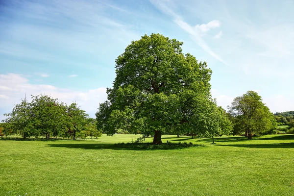 Paesaggio naturale — Foto Stock