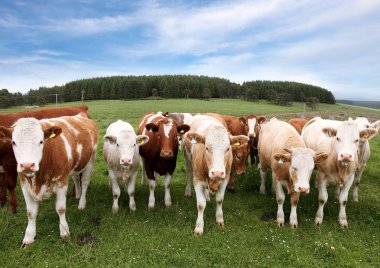 Herd of cattle in English countryside clipart