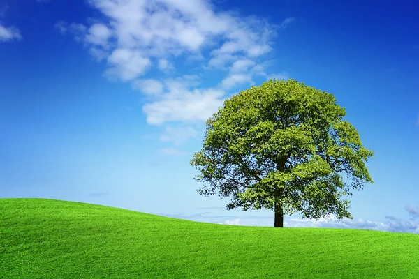 Gröna naturen våren — Stockfoto