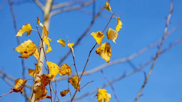 Autumn Yellow Leaves Blue Sky Background — Stock Photo, Image