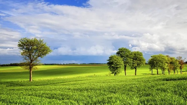 緑の牧草地と曇りの空の木 — ストック写真