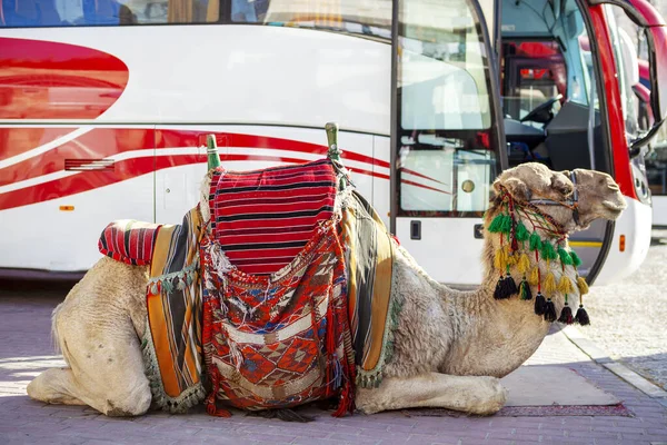 Cammello Attrazione Turistica Trasporti Pubblici — Foto Stock