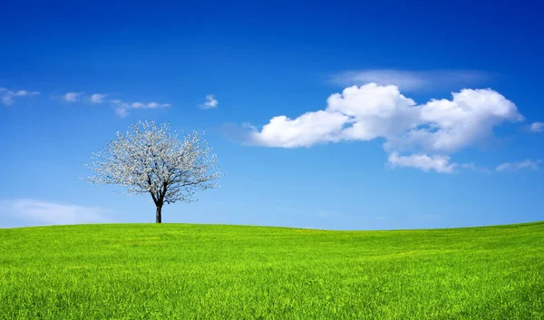 Printemps Dans Nature Avec Arbre Fleurs — Photo