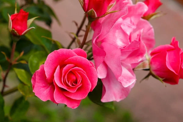 Hermosas Rosas Florecientes Jardín — Foto de Stock