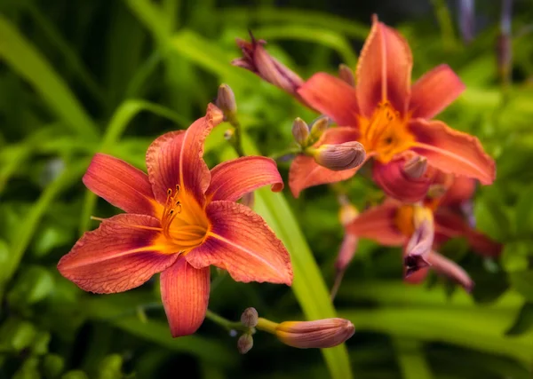 Hermosa Flor Lirio Naranja Macizo Flores — Foto de Stock