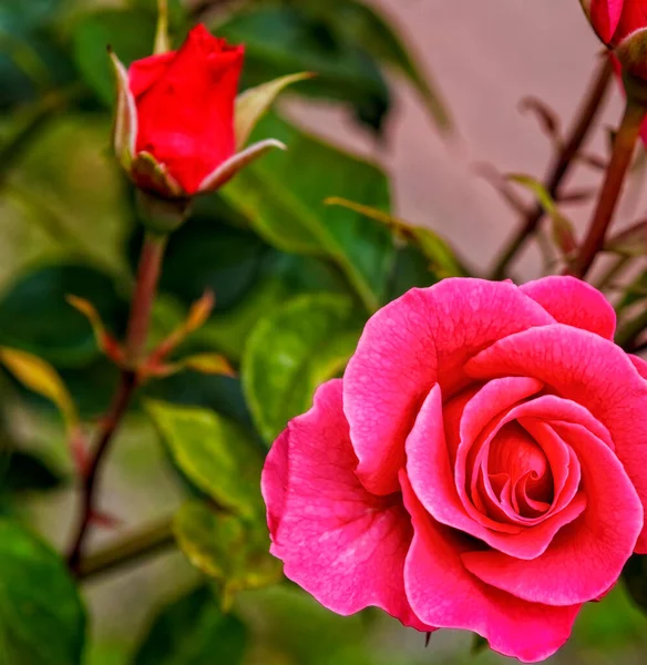 Een Prachtige Rose Bloem Een Rose Tuin — Stockfoto