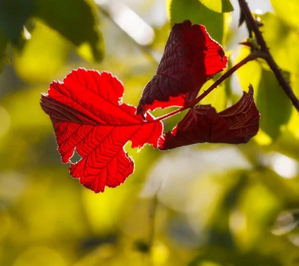 Outono Folhas Vermelhas Fundo Natureza — Fotografia de Stock