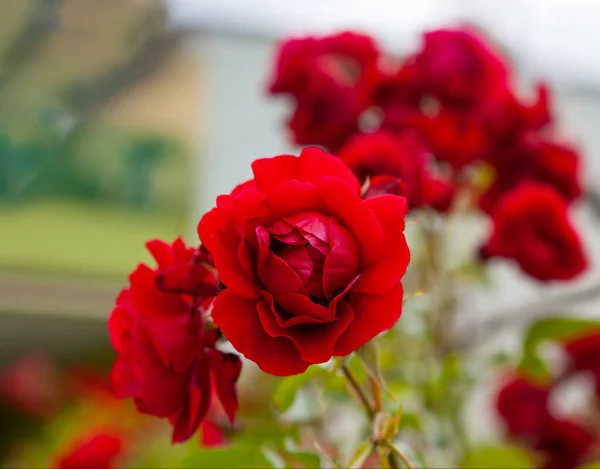 花园里红玫瑰盛开 — 图库照片
