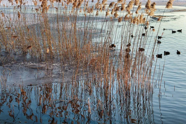 Plantes Canards Sur Lac Gelé — Photo