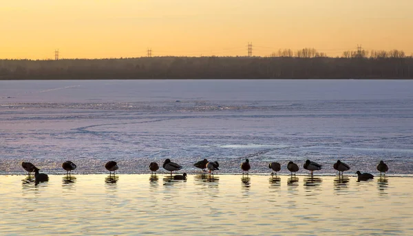 Patos Margem Lago Congelado Pôr Sol — Fotografia de Stock