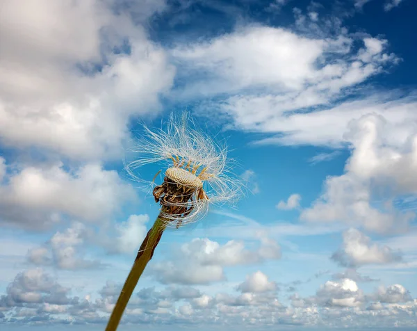 Weißer Löwenzahn Vor Wolkenverhangenem Himmel — Stockfoto