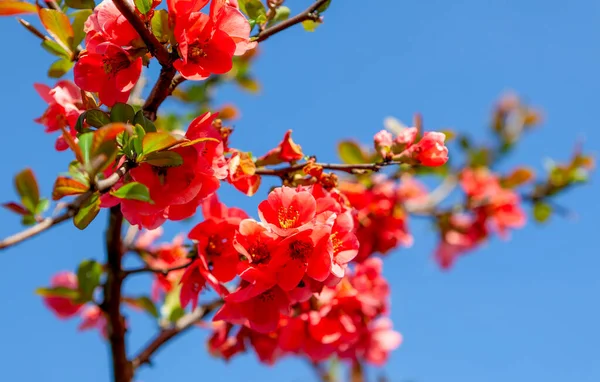 Primer Plano Flores Membrillo Primavera Cielo Azul — Foto de Stock