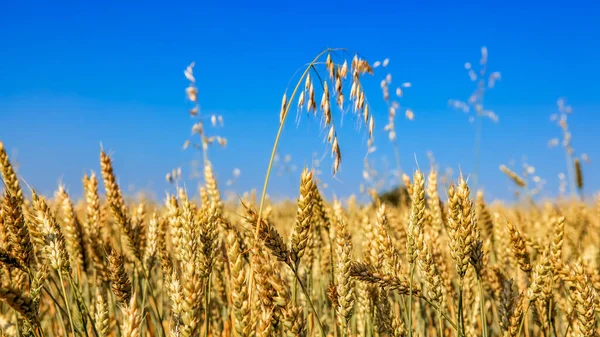 Gouden Tarweveld Blauwe Lucht — Stockfoto