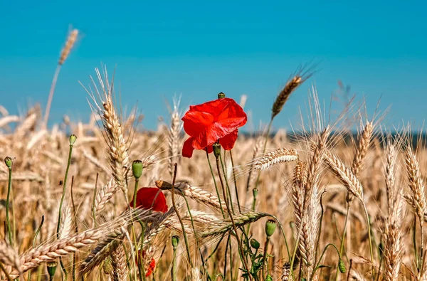 Rode Papaver Bloemen Gouden Tarwe — Stockfoto