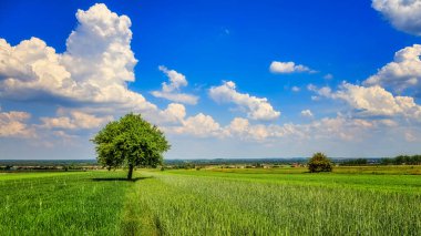 Güneşli bir günde, yeşil tarımsal alanda ağaçlı kırsal alan
