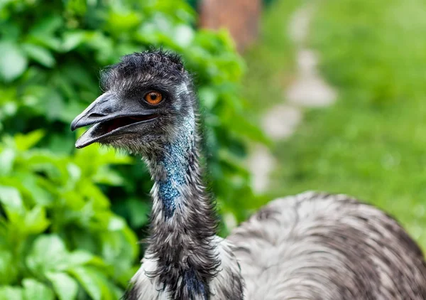 Cabeza Avestruz Cerca Naturaleza — Foto de Stock