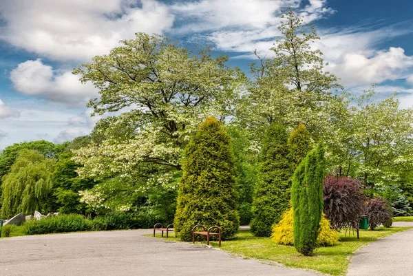 Grön Park Med Blommande Kastanjer Våren — Stockfoto