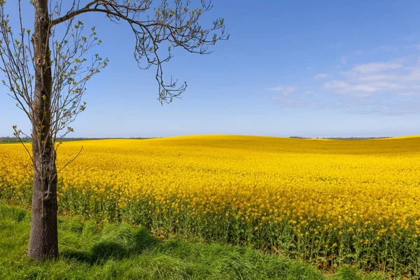 Żółte Pole Kwitnącego Rzepaku Drzewa Przeciwko Błękitnemu Niebu — Zdjęcie stockowe