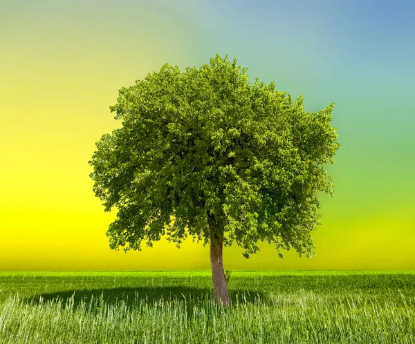 绿色地球自然背景生态概念 免版税图库图片