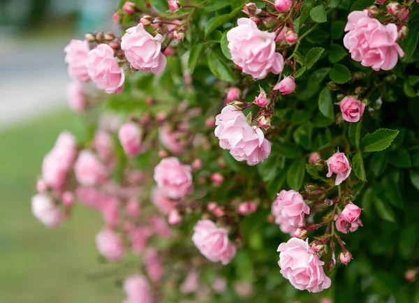 Flor Rosa Sobre Fondo Blurry Pink Roses Flower Garden Roses —  Fotos de Stock