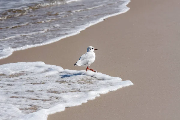 Selective Focus Shot Seagull Asandy Beach — Stock Photo, Image